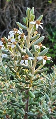Olearia cymbifolia
