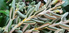 Olearia cymbifolia