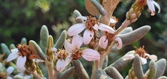 Olearia cymbifolia