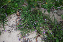 Jamesbrittenia tenuifolia