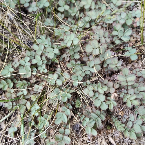 Acaena tesca