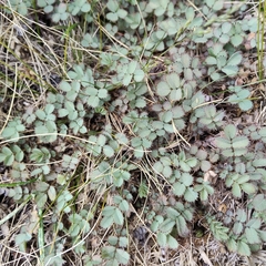 Acaena tesca