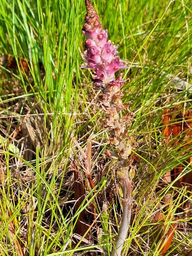 Peat Viooltjie (Lachenalia salteri)