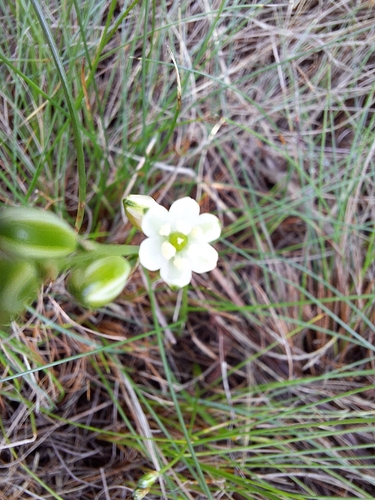 Grass Chink (Ornithogalum graminifolium)