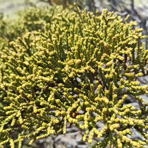 Whipcord hebe (Veronica propinqua)