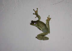 Itapotihyla langsdorffii