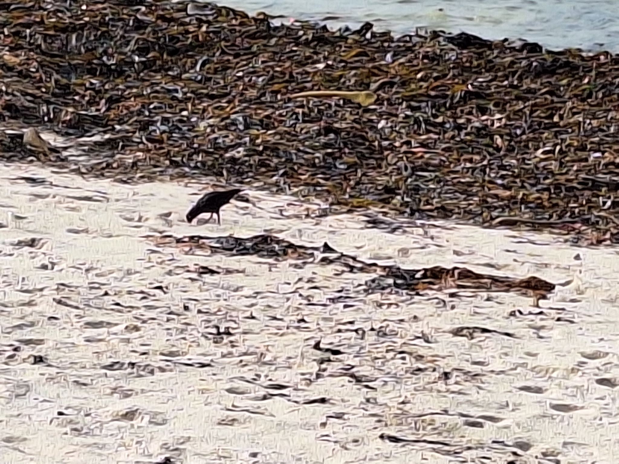 African Oystercatcher (Haematopus moquini), photo 1