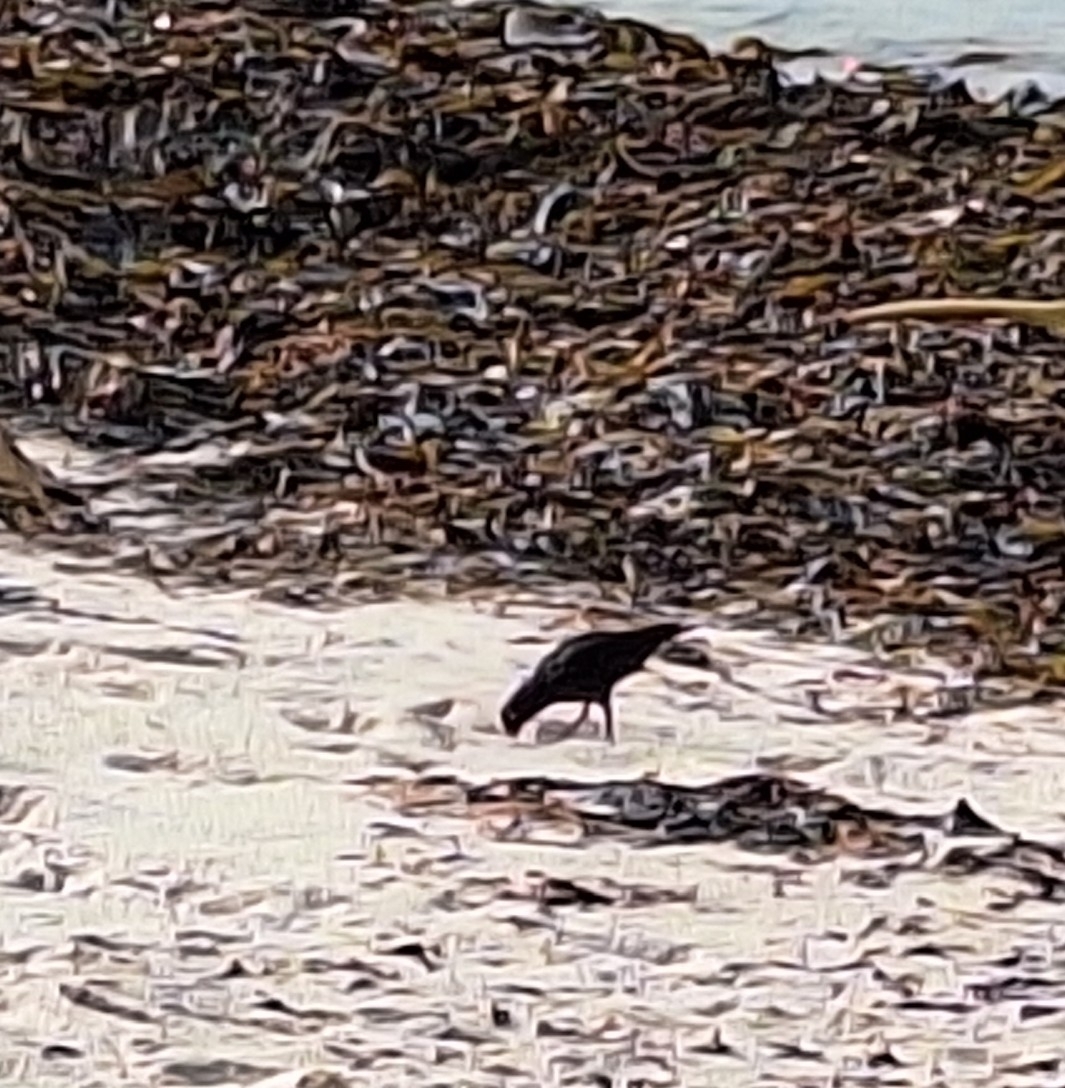 African Oystercatcher (Haematopus moquini), photo 2