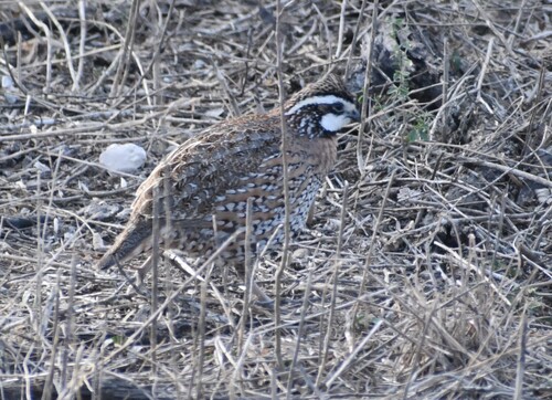 Northern Bobwhite observed by mako252