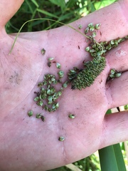 Carex lessoniana