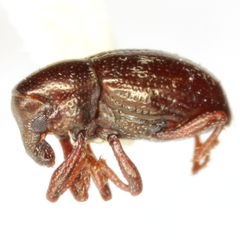 Tyloderma subpubescens