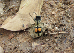 Hoplomutilla spinosa