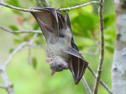 Peters’s Fruit Bat
