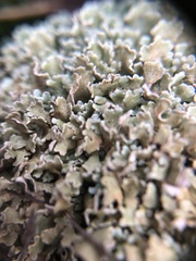 Cladonia strepsilis