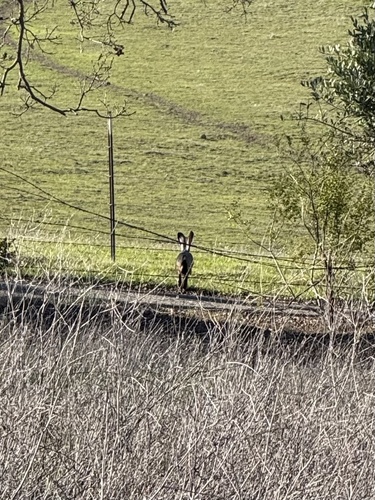 Black-tailed Jackrabbit observed by qadryanthony