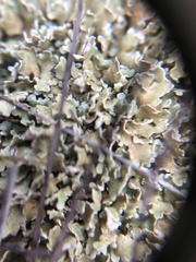 Cladonia strepsilis