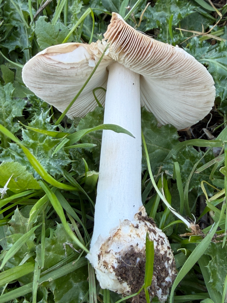 Volvopluteus gloiocephalus · January 2026 · photo: © chrisalises (iNaturalist, cc-by)