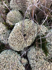 Cladonia strepsilis