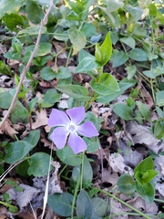 Vinca major