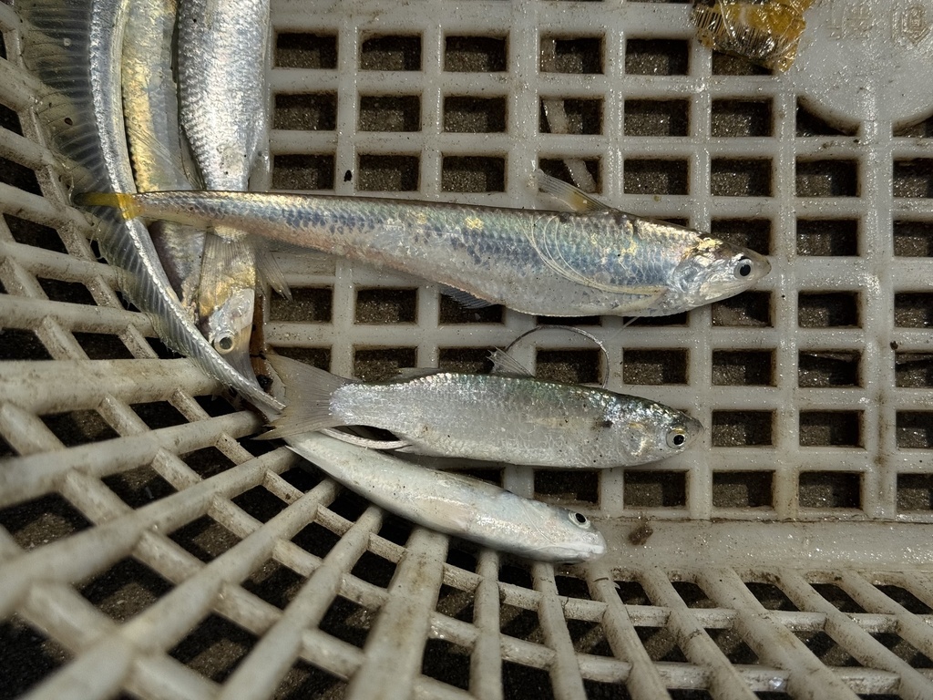 Gray's grenadier anchovy (Coilia grayii) — Engraulidae