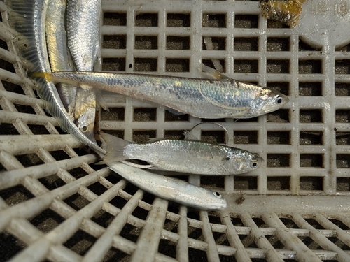 Gray's grenadier anchovy (Coilia grayii) — Engraulidae
