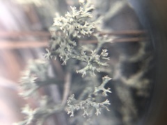 Cladonia caroliniana