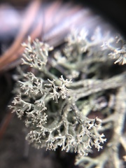Cladonia caroliniana