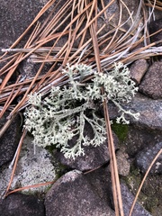 Cladonia caroliniana