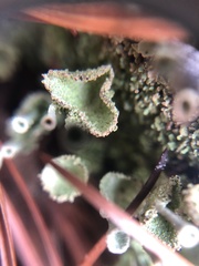 Cladonia grayi