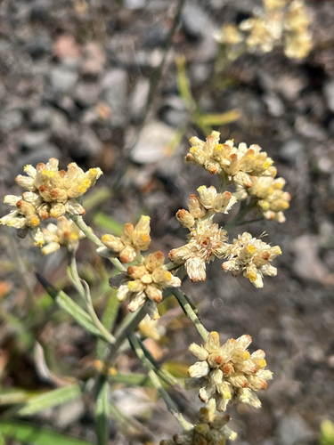 Pseudognaphalium attenuatum, 2026-01-13