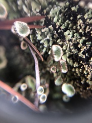 Cladonia grayi