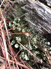 Cladonia grayi