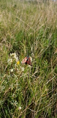 Zygaena rhadamanthus