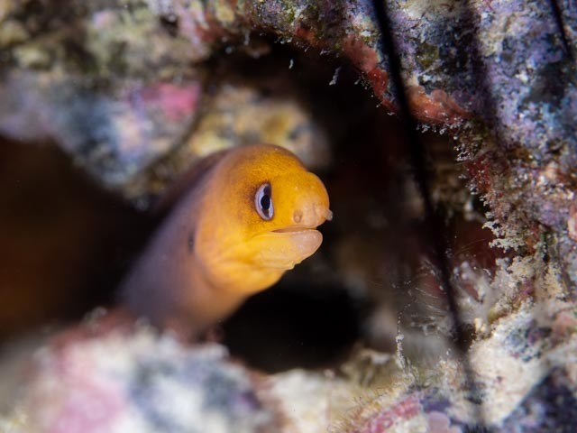 Blackspot moray (Gymnothorax melatremus) — Muraenidae