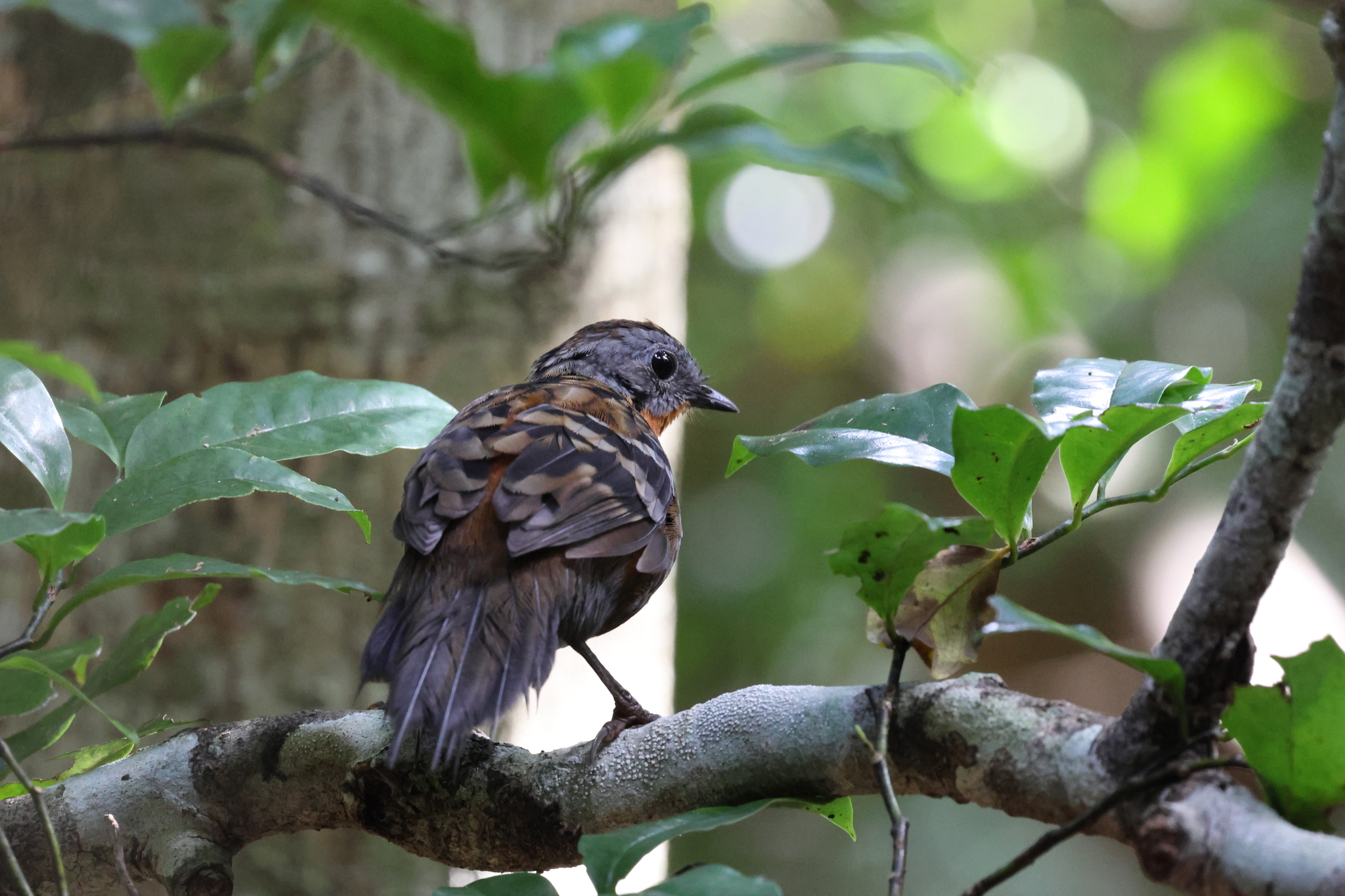 Australian Logrunner (Orthonyx temminckii), photo 3