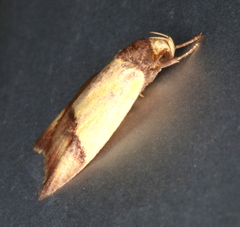 Heteroteucha dichroella