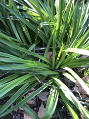 Agapanthus praecox