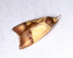 Heteroteucha dichroella