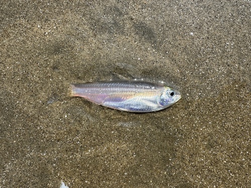 Deep herring (Escualosa thoracata) — Clupeidae