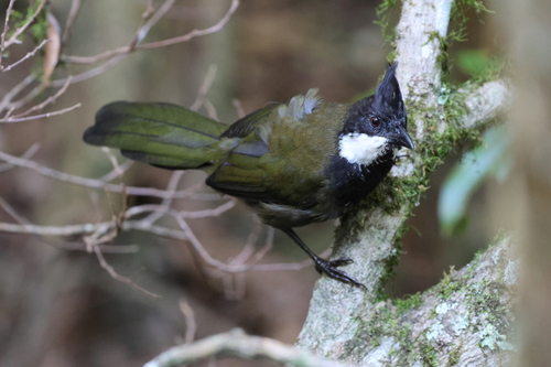 Eastern Whipbird (Psophodes olivaceus), photo 4