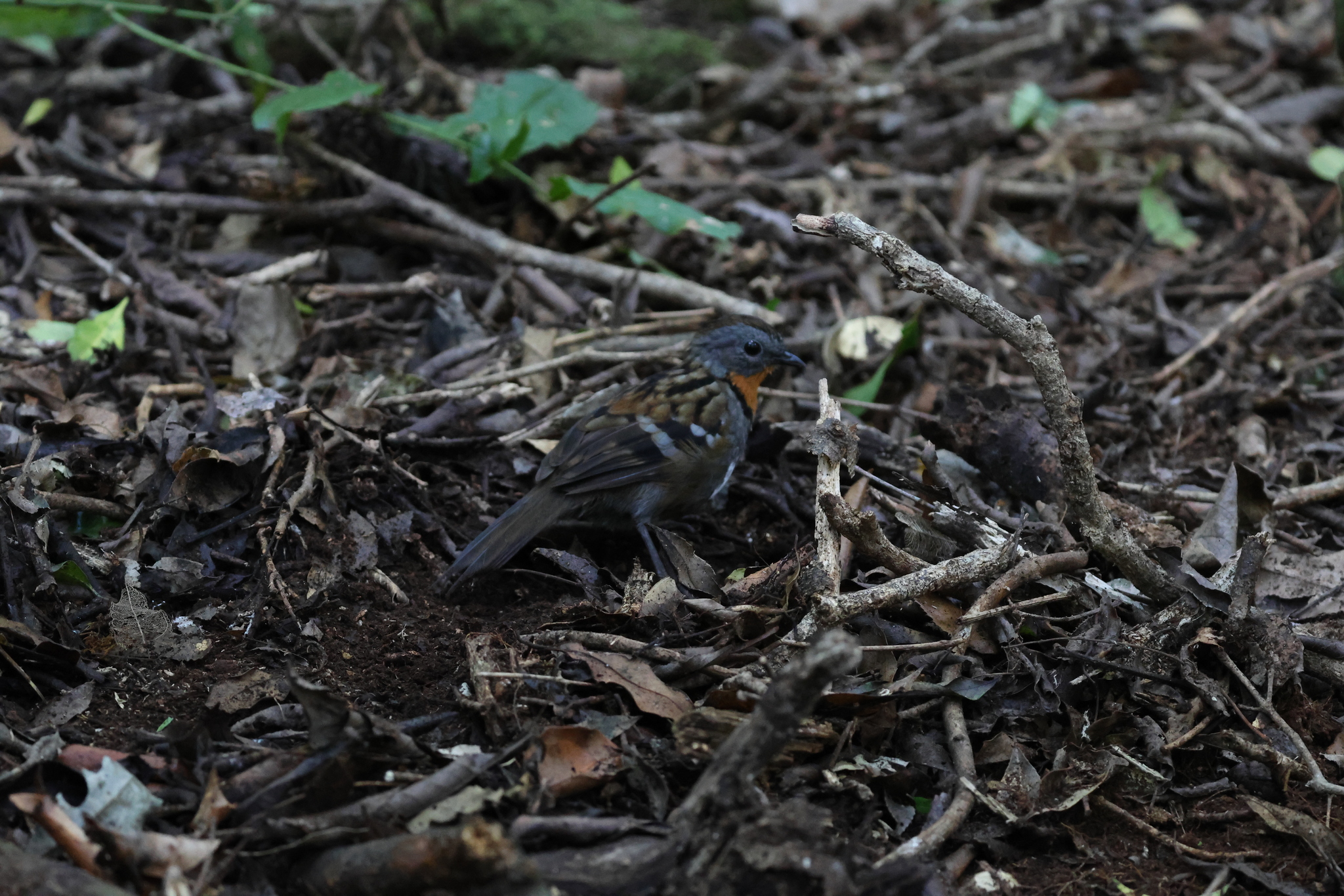 Australian Logrunner (Orthonyx temminckii), photo 5