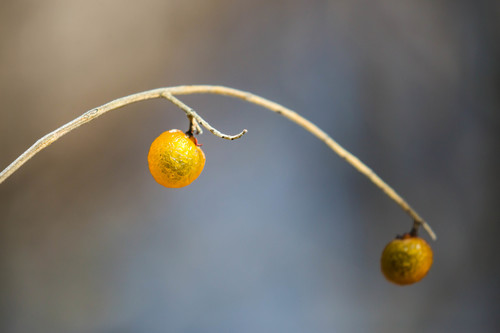 Sapindus drummondii