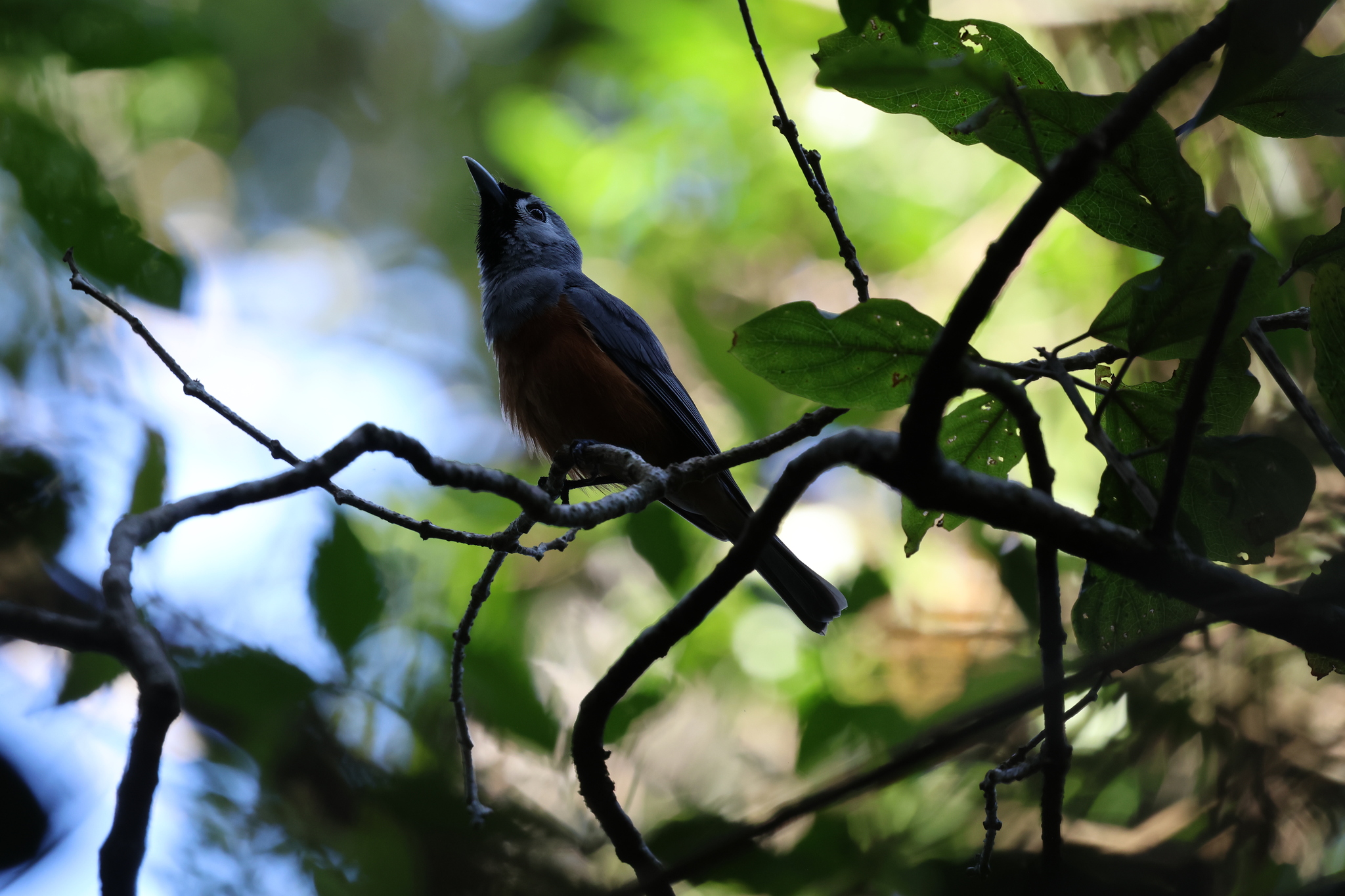 Black-faced Monarch (Monarcha melanopsis), photo 5