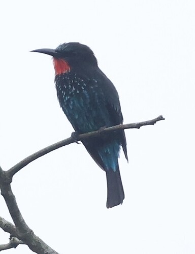 Black Bee-eater