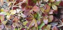 Veronica melanocaulon