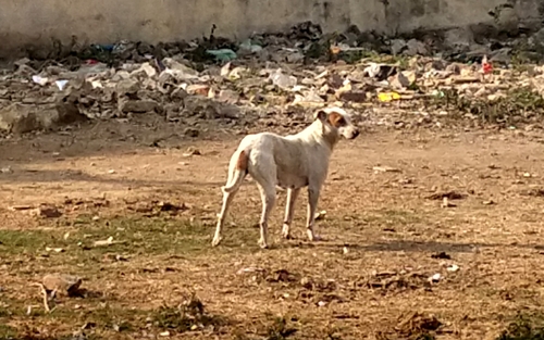 Domestic Dog observed by prof_bipasha_david_