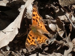 Polygonia satyrus