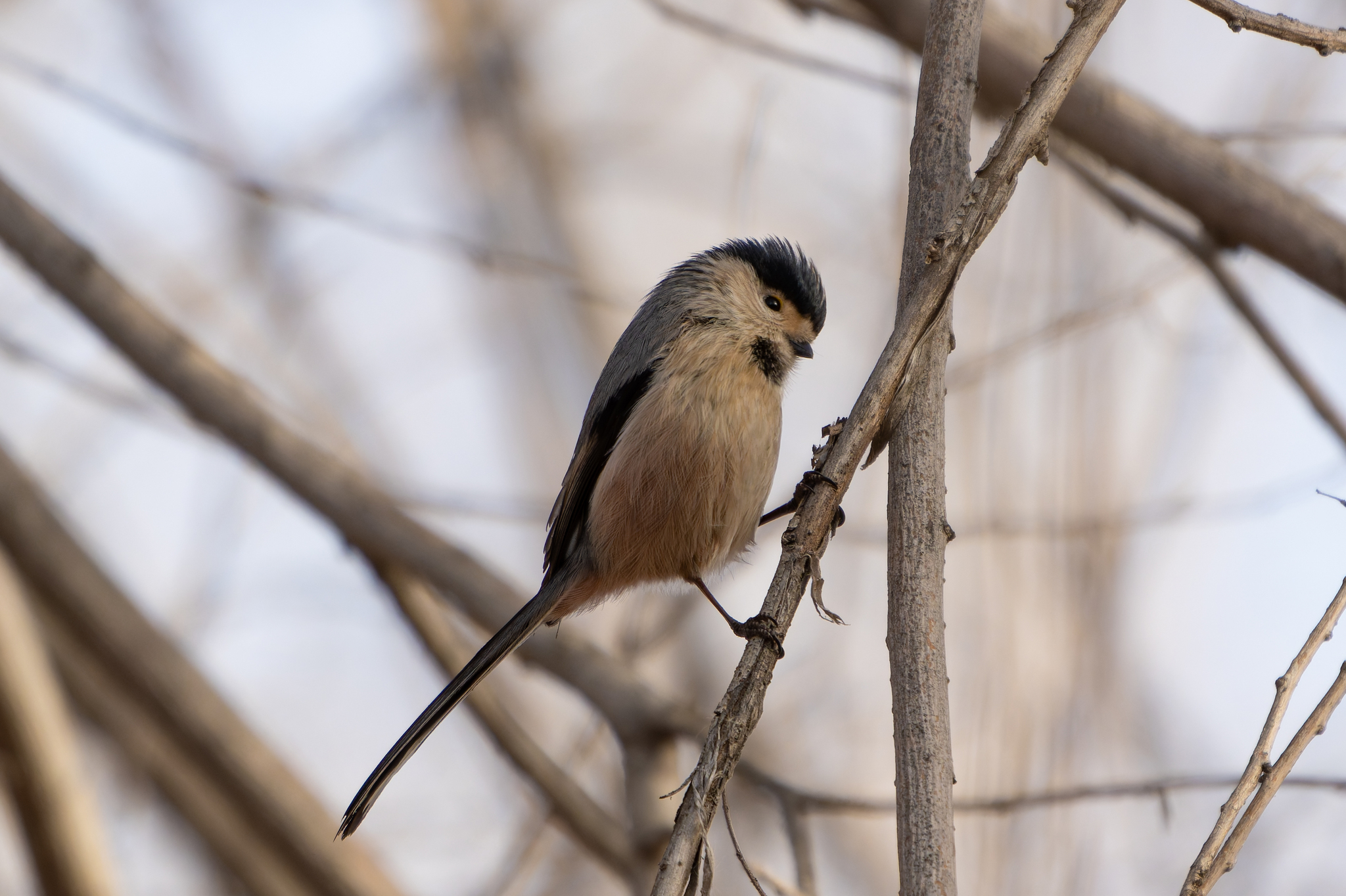 Silver-throated Bushtit (Aegithalos glaucogularis), photo 1