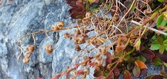 Veronica melanocaulon