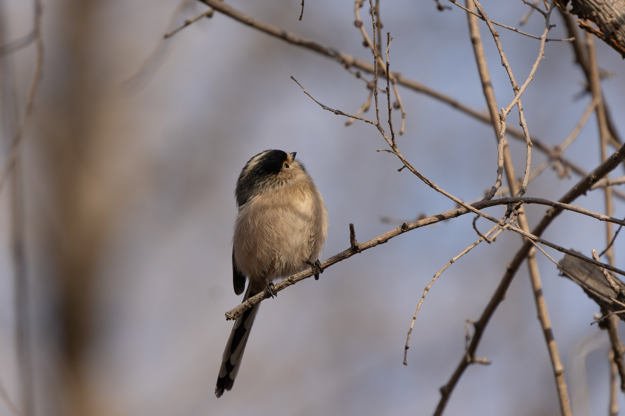 Silver-throated Bushtit (Aegithalos glaucogularis), photo 2